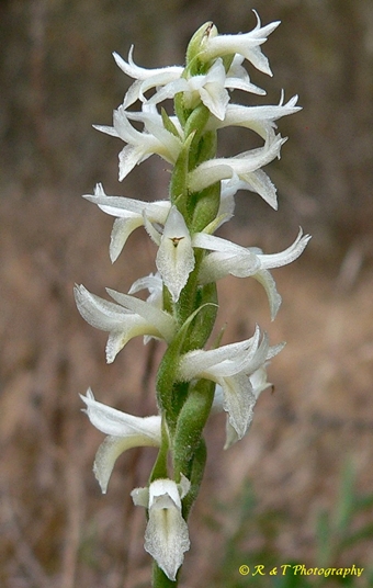 {Spiranthes magnicamporum}
